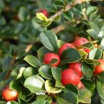 Are Cotoneaster Berries Poisonous to Dogs
