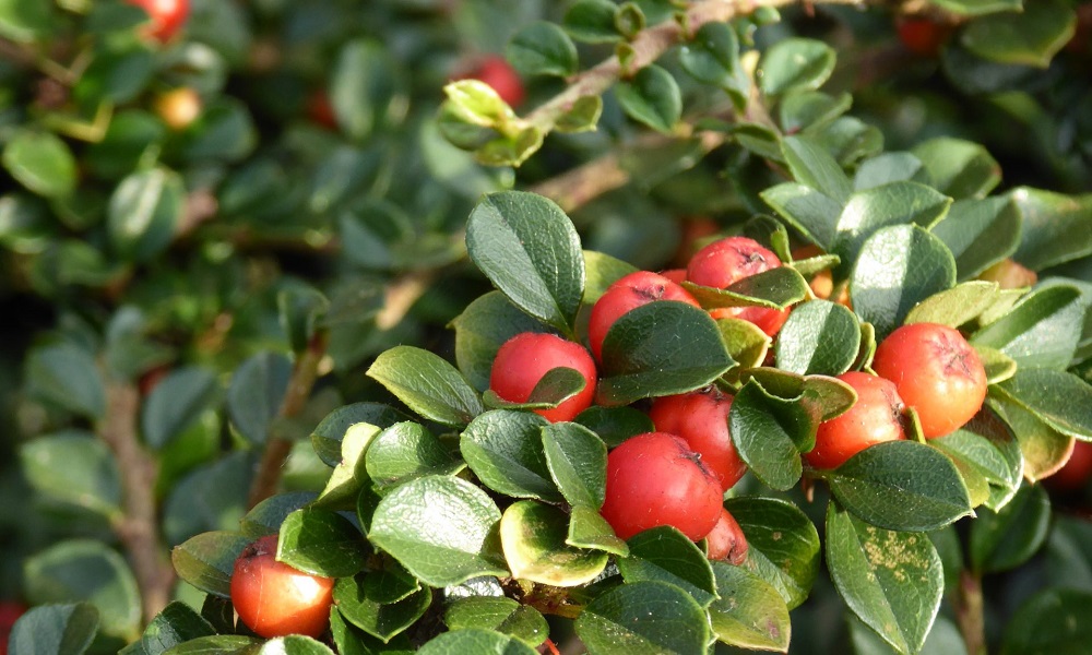 Are Cotoneaster Berries Poisonous to Dogs