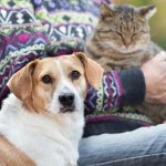 Are Dogs Allergic to Catnip