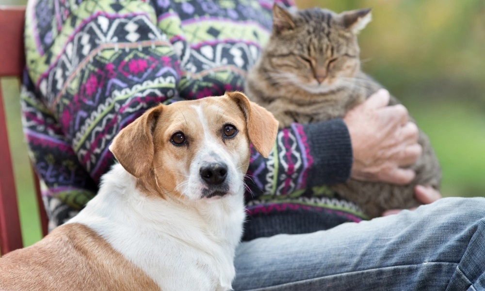 Are Dogs Allergic to Catnip