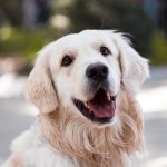 Are Dogs Allergic to Peanuts