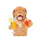 Are Dogs Allowed Apple Juice