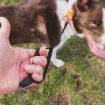 Are Extendable Leads Good for Dogs