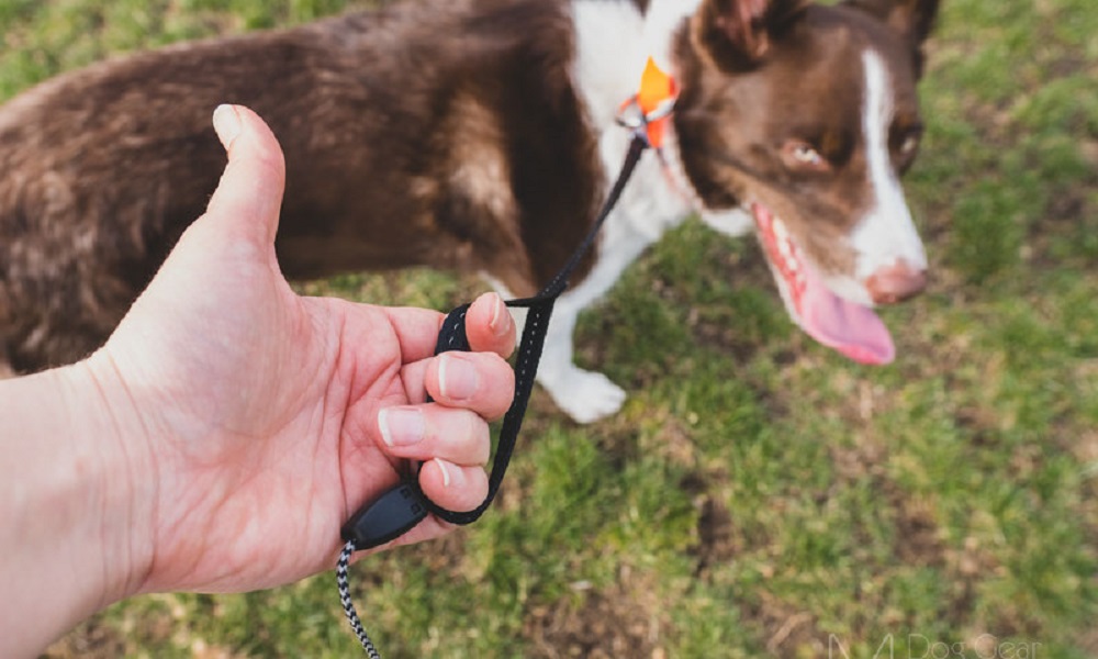 Are Extendable Leads Good for Dogs