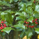 Are Holly Berries Poisonous to Dogs