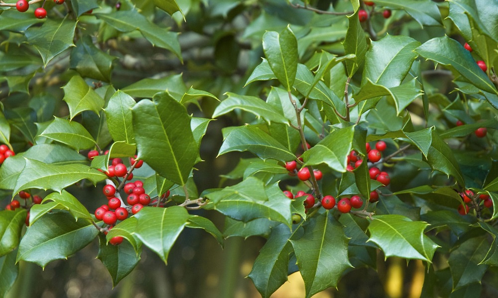 Are Holly Berries Poisonous to Dogs