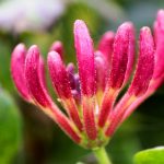 Are Honeysuckle Berries Poisonous to Dogs