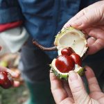 Are Horse Chestnuts Poisonous to Dogs