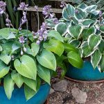 Are Hostas Poisonous to Dogs