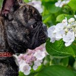 Are Hydrangeas Poisonous to Dogs