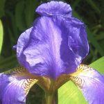 Are Irises Poisonous to Dogs