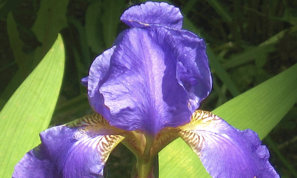 Are Irises Poisonous to Dogs