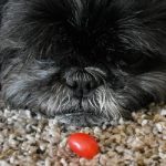 Are Jelly Beans Ok for Dogs