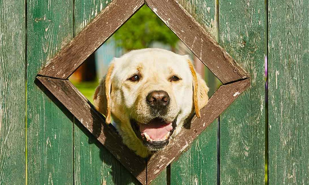 Are Labradors Good Guard Dogs