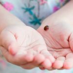 Are Ladybirds Poisonous to Dogs