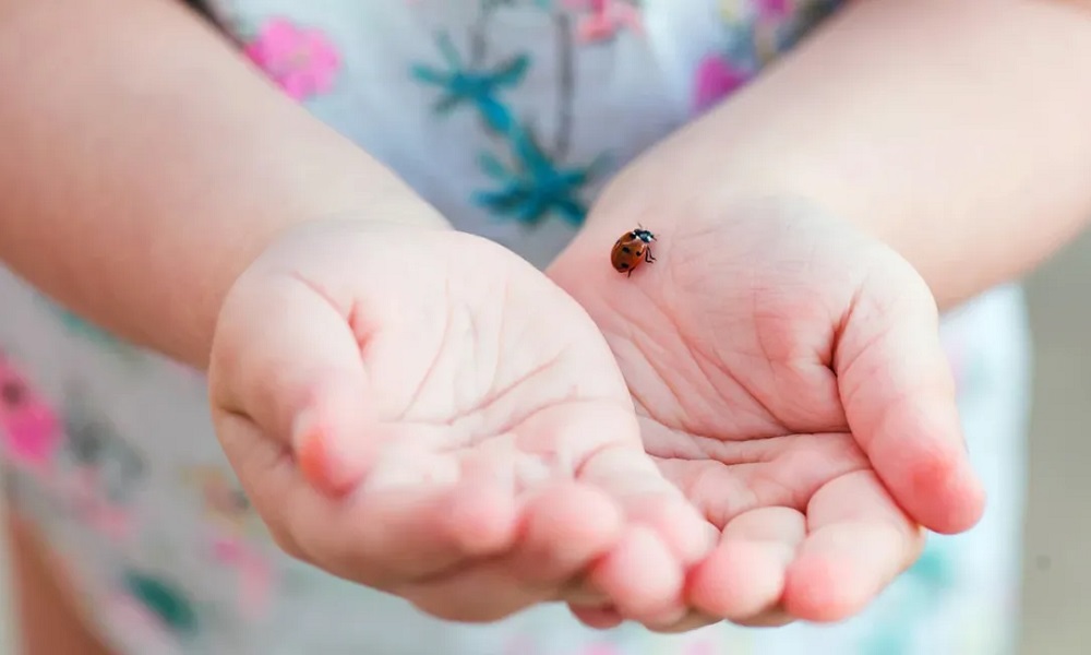Are Ladybirds Poisonous to Dogs
