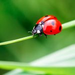 Are Ladybugs Poisonous to Dogs