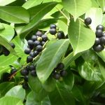Are Laurel Berries Poisonous to Dogs