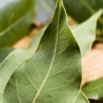 Are Laurels Poisonous to Dogs
