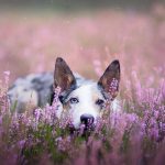 Are Lavender Plants Safe for Dogs