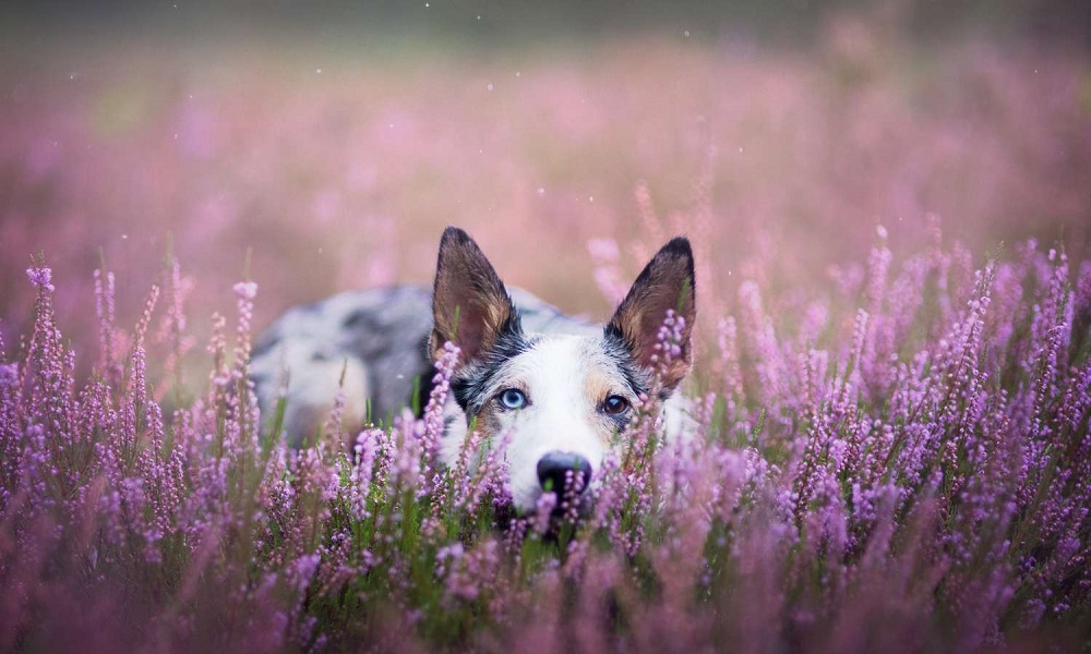 Are Lavender Plants Safe for Dogs