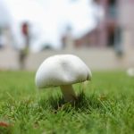 Are Lawn Mushrooms Poisonous to Dogs