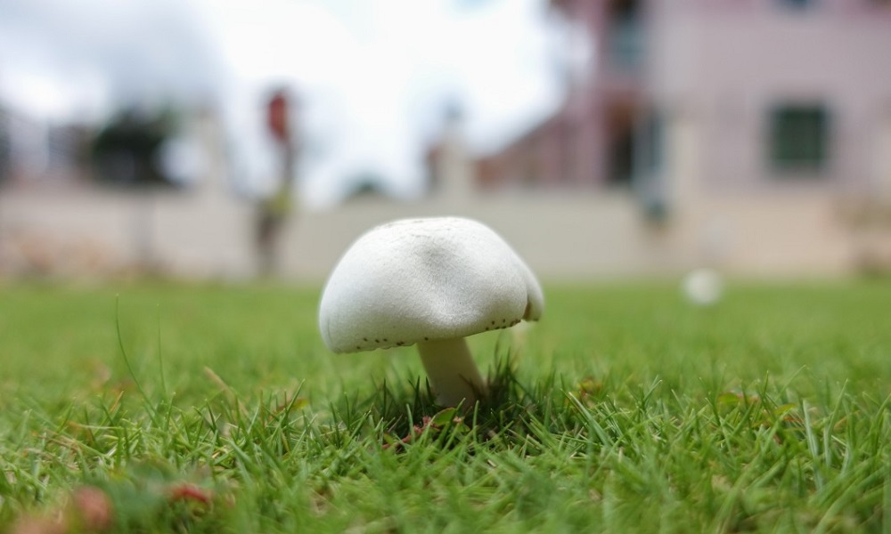 Are Lawn Mushrooms Poisonous to Dogs