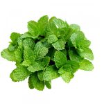 Are Leaves Bad for Dogs