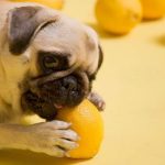 Are Lemons Bad for Dogs