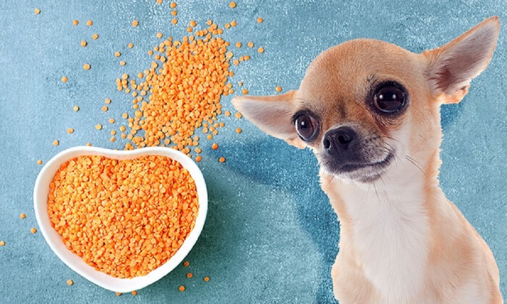 Are Lentils Good for Dogs