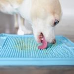 Are Lick Mats Good for Dogs