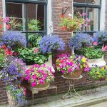 Are Lobelia Poisonous to Dogs