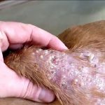 Are Maggots Dangerous to Dogs