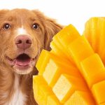 Are Mangoes Good for Dogs