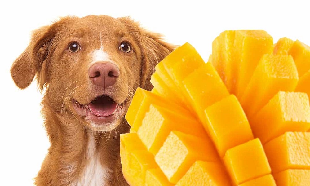 Are Mangoes Good for Dogs