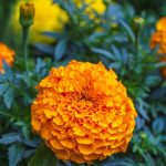 Are Marigolds Poisonous for Dogs
