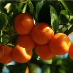 Are Orange Trees Toxic to Dogs