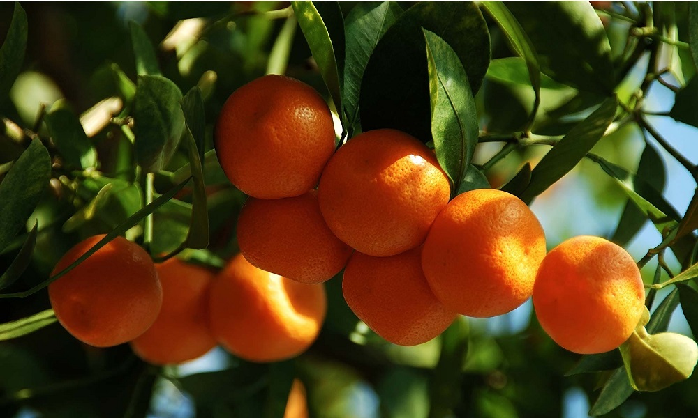 Are Orange Trees Toxic to Dogs