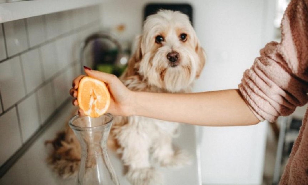 Are Oranges Bad for Dogs