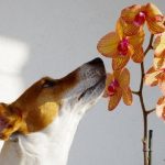 Are Orchid Leaves Poisonous to Dogs