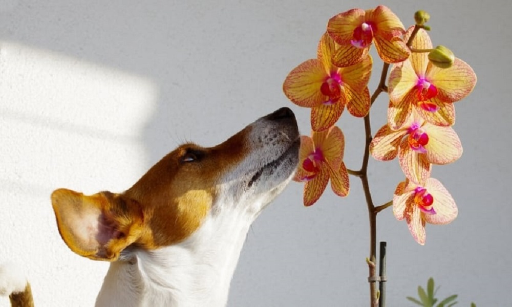 Are Orchid Leaves Poisonous to Dogs