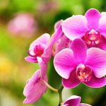 Are Orchids Safe for Dogs