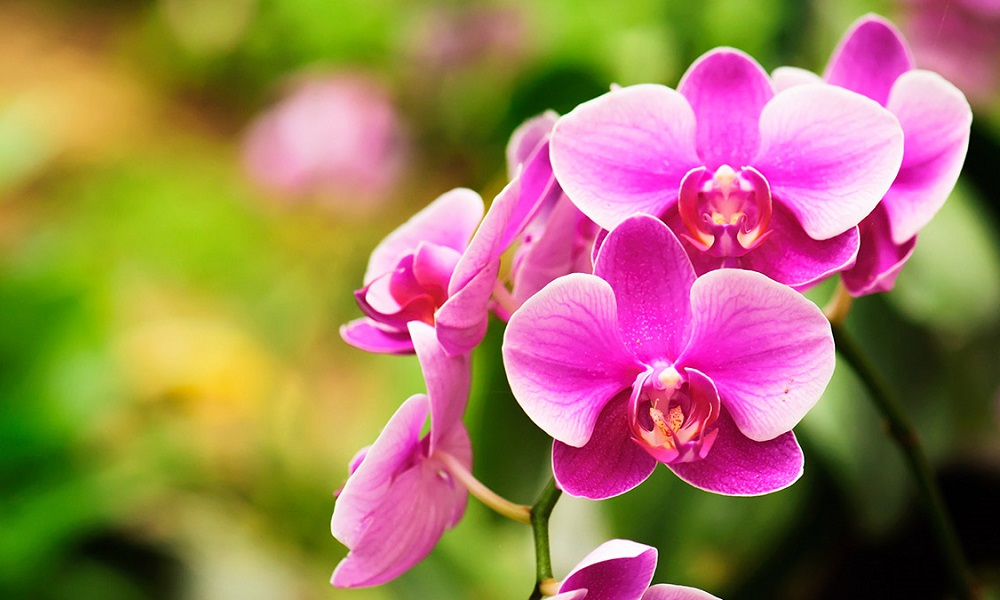 Are Orchids Safe for Dogs