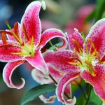 Are Oriental Lilies Poisonous to Dogs