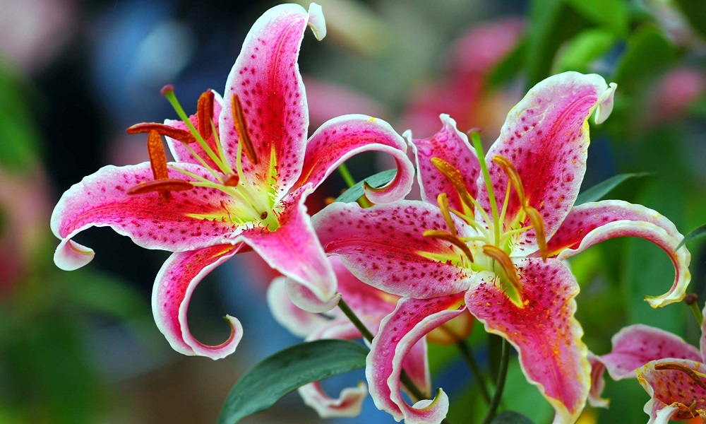 Are Oriental Lilies Poisonous to Dogs