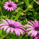 Are Osteospermum Poisonous to Dogs?