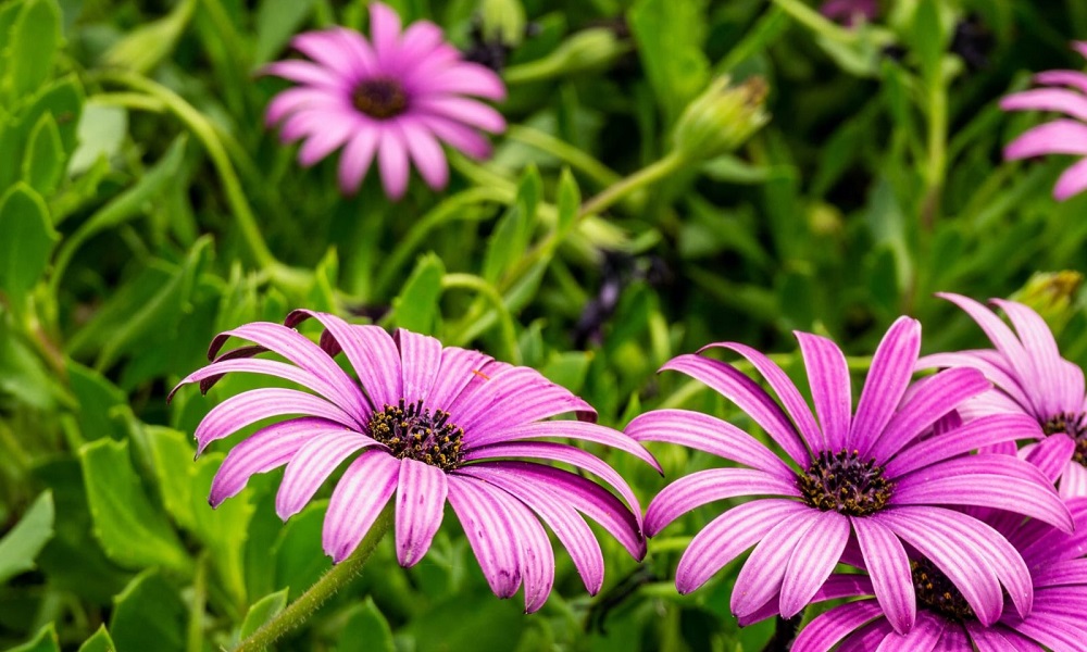 Are Osteospermum Poisonous to Dogs?