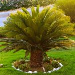 Are Palm Trees Poisonous to Dogs?