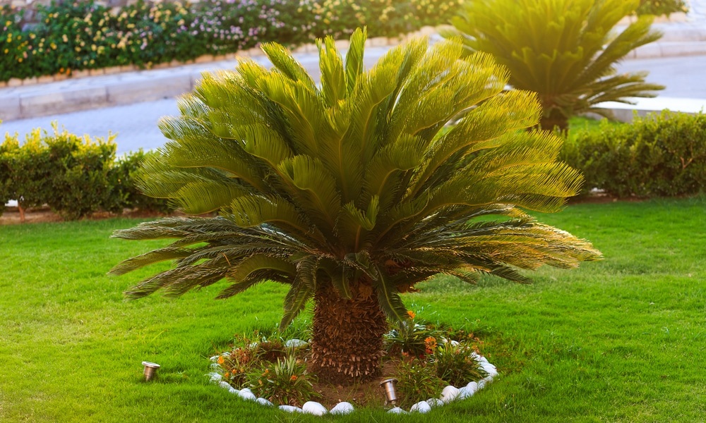 Are Palm Trees Poisonous to Dogs?