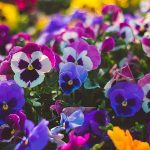 Are Pansies Poisonous for Dogs